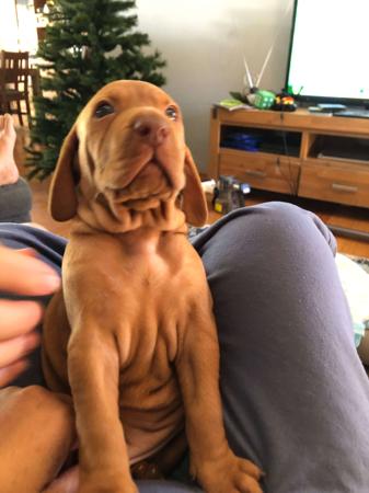 Hungarian Vizsla for sale by BEAUTIFULRUN