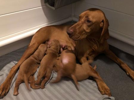 Hungarian Vizsla for sale by BEAUTIFULRUN