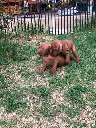 Hungarian Vizsla for sale by BEAUTIFULRUN