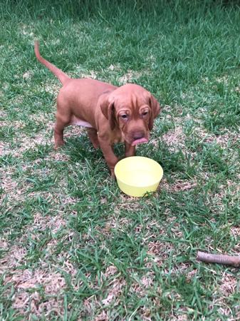Hungarian Vizsla for sale by BEAUTIFULRUN