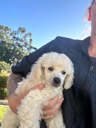 Poodle (Toy) for sale by DWADES