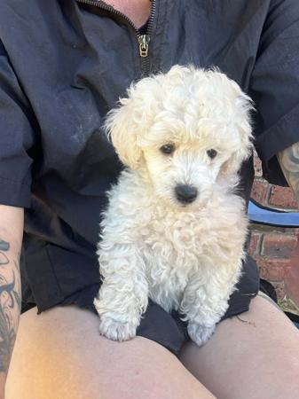 Poodle (Toy) for sale by DWADES
