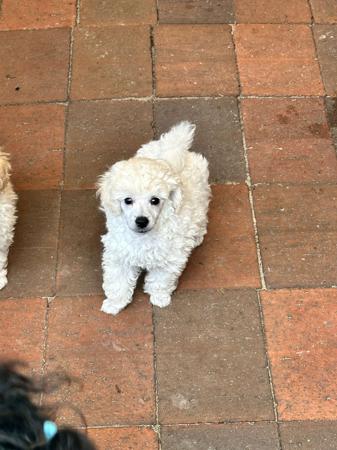 Poodle (Toy) for sale by DWADES