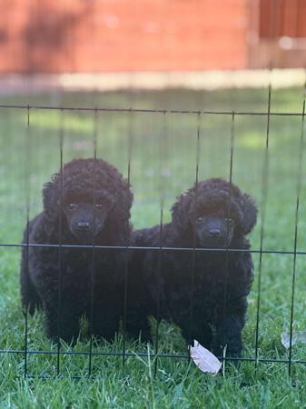 Poodle (Toy) for sale by DWADES