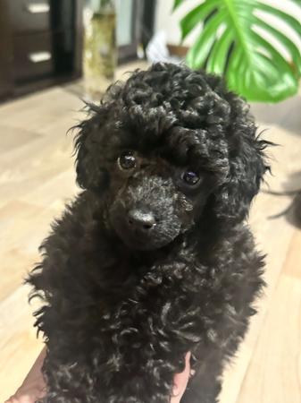 Poodle (Toy) for sale by DWADES
