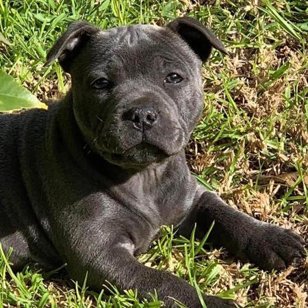Staffordshire Bull Terrier for sale by RAMBO456RAMBO456
