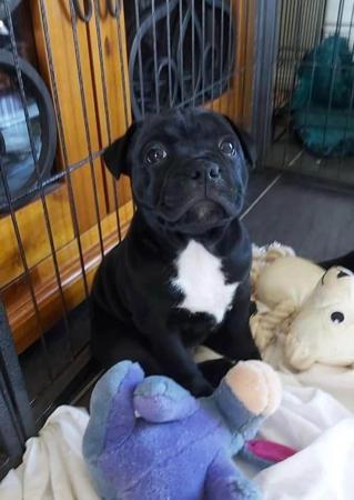 Staffordshire Bull Terrier for sale by SOODIESTAFFS