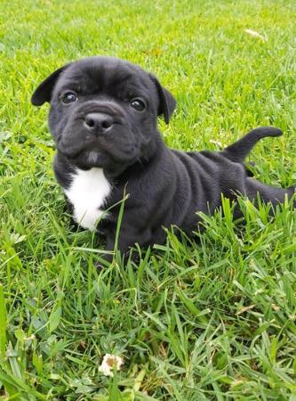 Staffordshire Bull Terrier for sale by SOODIESTAFFS