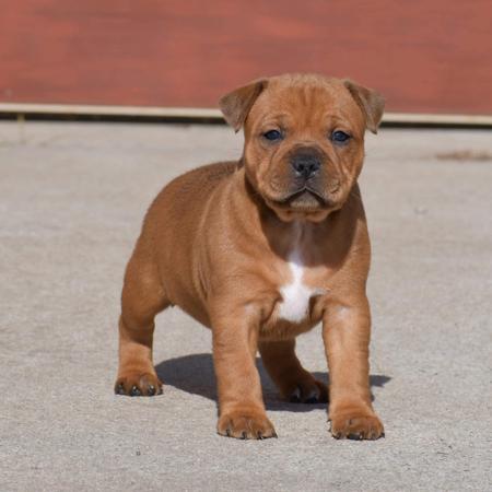 Staffordshire Bull Terrier for sale by SOODIESTAFFS