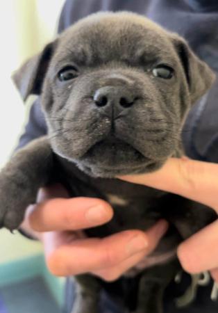 Staffordshire Bull Terrier for sale by SOODIESTAFFS