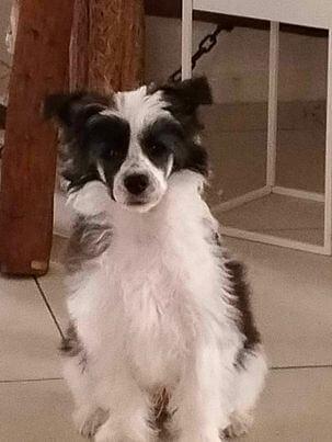 Chinese Crested Dog for sale by DEGAGE