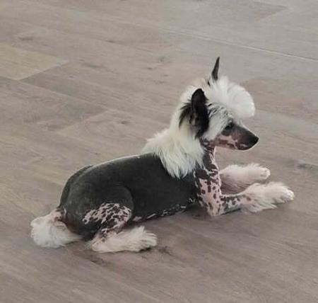 Chinese Crested Dog for sale by DEGAGE