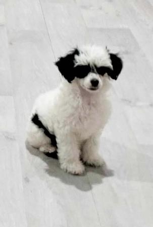 Chinese Crested Dog for sale by DEGAGE
