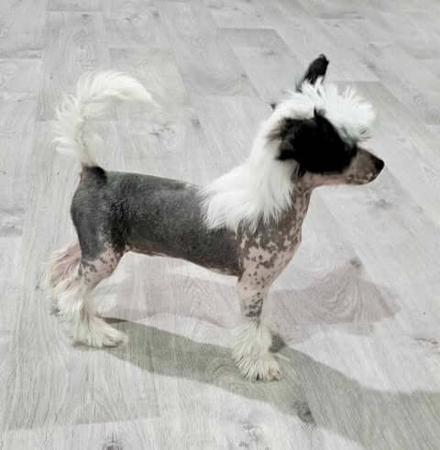 Chinese Crested Dog for sale by DEGAGE