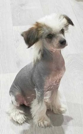 Chinese Crested Dog for sale by DEGAGE