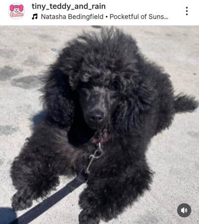 Poodle (Toy) for sale by POOCHIES