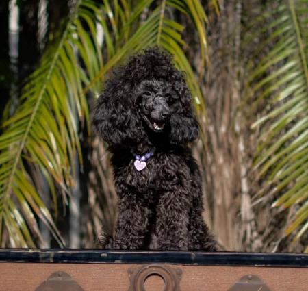 Poodle (Toy) for sale by POOCHIES