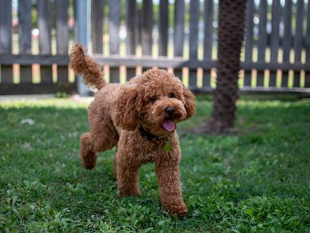 Poodle (Toy) for sale by POOCHIES