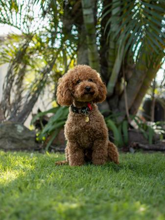 Poodle (Toy) for sale by POOCHIES