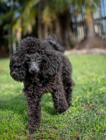 Poodle (Toy) for sale by POOCHIES