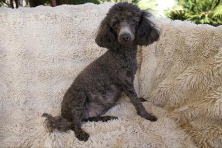 Poodle (Toy) for sale by POOCHIES