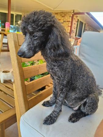 Poodle (Toy) for sale by POOCHIES