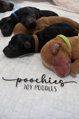 Poodle (Toy) puppy for sale by MONICALAVENDER