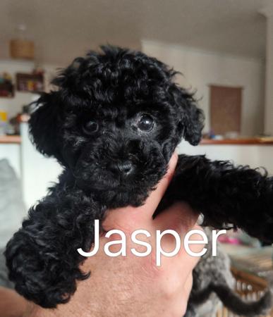 Poodle (Toy) puppy for sale by MONICALAVENDER