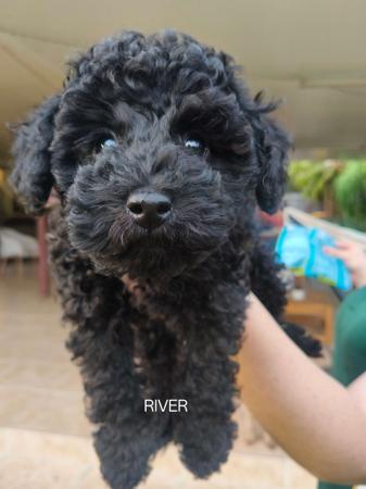Poodle (Toy) puppy for sale by MONICALAVENDER