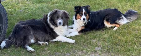 Border Collie for sale by JAKLARRJETS