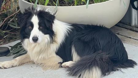 Border Collie for sale by JAKLARRJETS