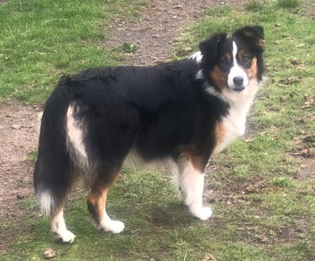 Border Collie for sale by JAKLARRJETS