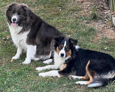 Border Collie for sale by JAKLARRJETS