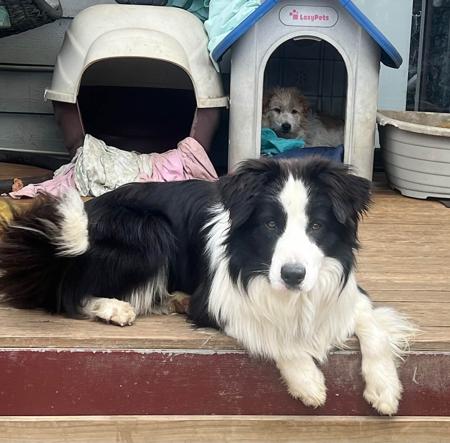 Border Collie for sale by JAKLARRJETS