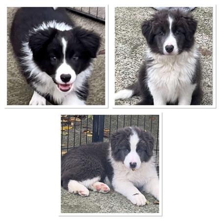 Border Collie puppy for sale by JAKLARRJETS