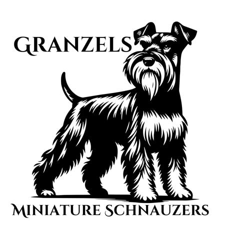 Schnauzer (Miniature) for sale by KZANNERLGLASS
