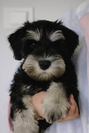 Schnauzer (Miniature) for sale by GRANZELS