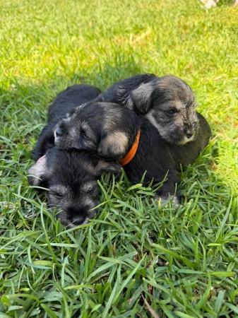 Schnauzer (Miniature) for sale by GRANZELS