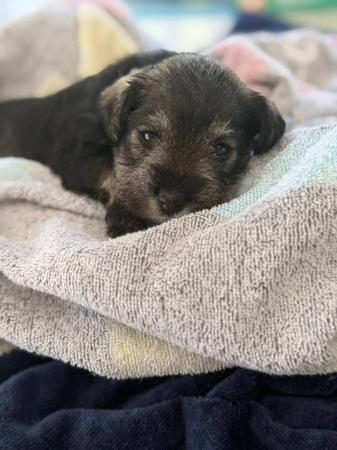 Schnauzer (Miniature) for sale by GRANZELS