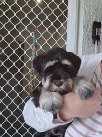 Schnauzer (Miniature) for sale by GRANZELS