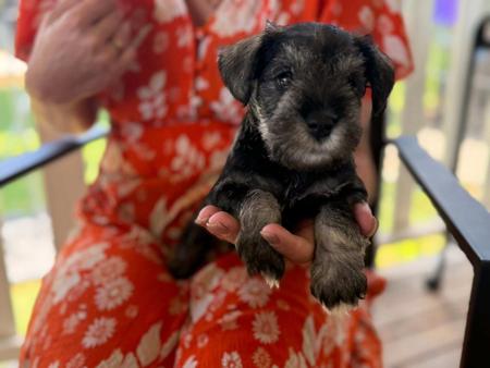 Schnauzer (Miniature) for sale by GRANZELS