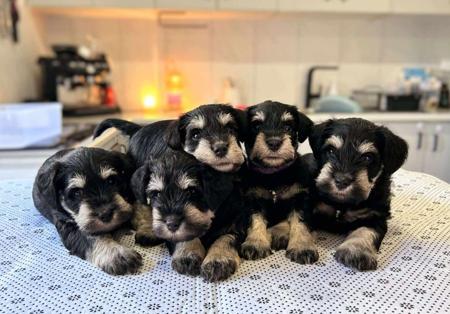 Schnauzer (Miniature) for sale by GRANZELS