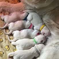 Golden Retriever for sale by ADKINSPIRE