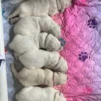 Golden Retriever for sale by ADKINSPIRE