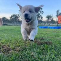 Golden Retriever for sale by ADKINSPIRE