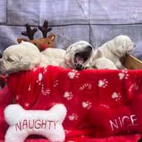 Golden Retriever for sale by ADKINSPIRE