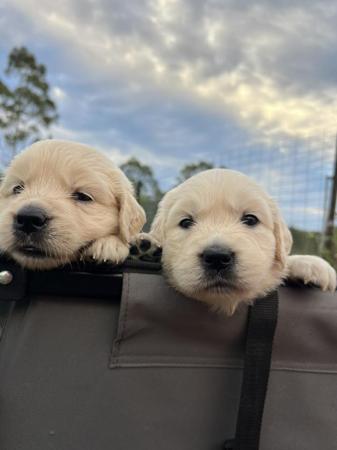 Golden Retriever for sale by ADKINSPIRE