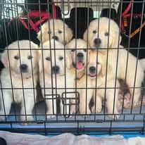 Golden Retriever for sale by ADKINSPIRE
