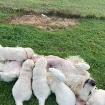 Golden Retriever for sale by ADKINSPIRE