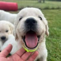 Golden Retriever for sale by ADKINSPIRE